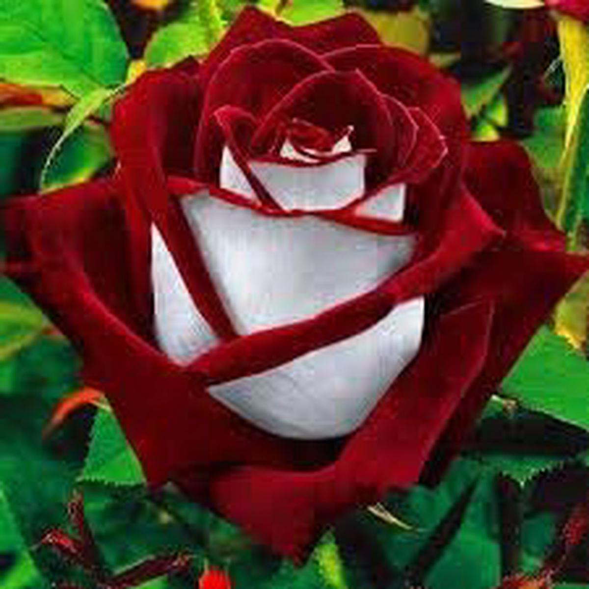 Futaba Red and White Osiria Ruby Rose Flower Seeds for Planting  Heirloom Non-GMO High Germination Organic Seeds