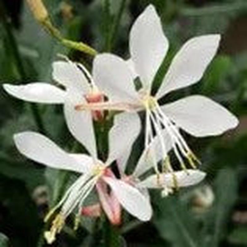 Gaura Sparkle White – Gaura lindheimeri – 5 seeds