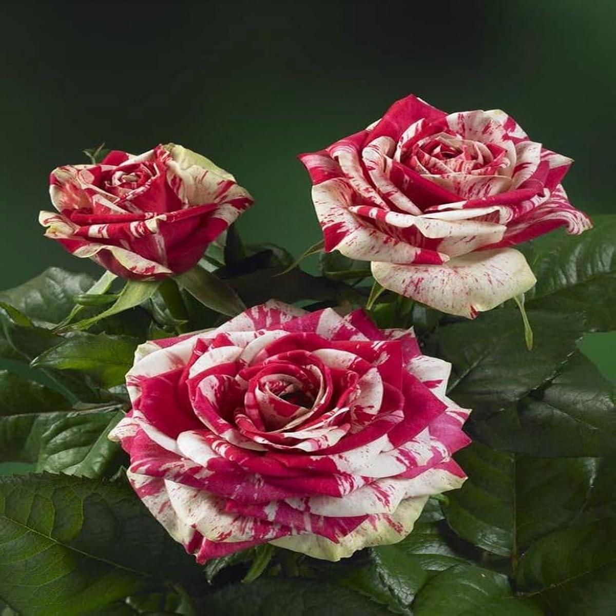 Geranium Flower Seeds for Planting Dark Pink  Seasonal Bloomer, Heirloom & Non-GMO, High Germination Organic Garden Seeds