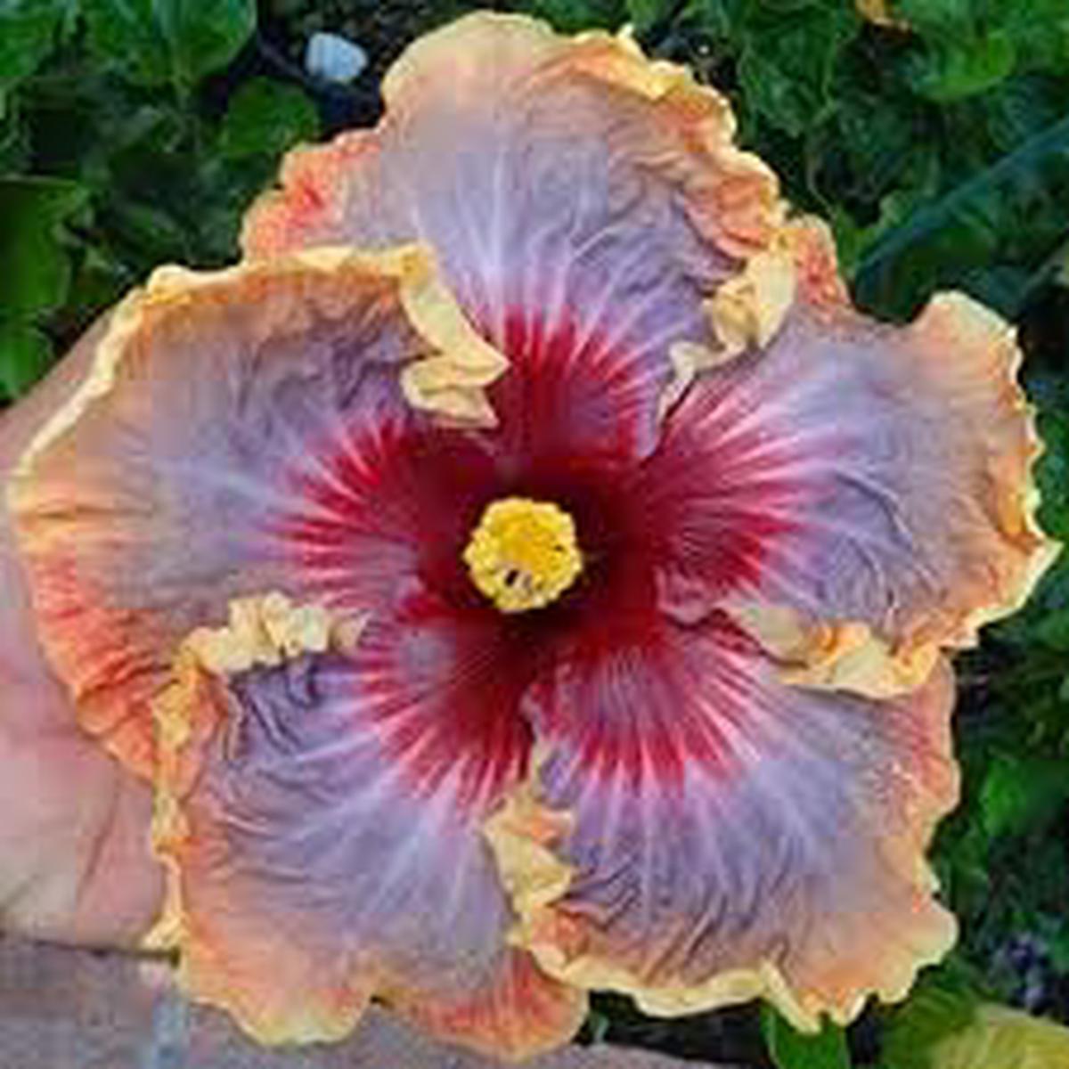 Giant Hibiscus Flower Seeds  Heirloom, Non-GMO Seeds for Planting