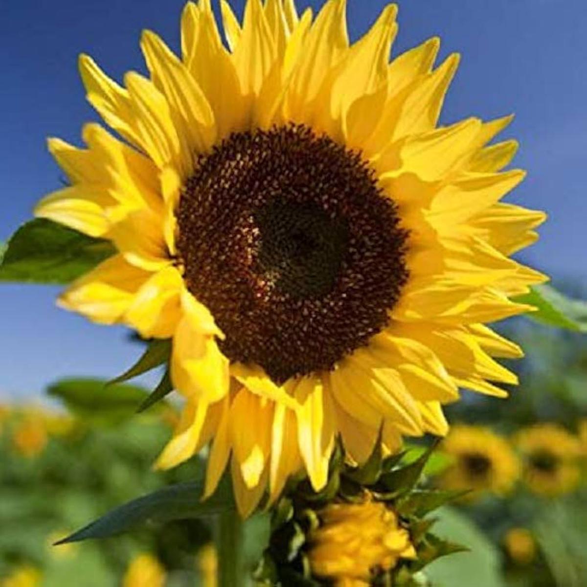 Giant Sunflower Seeds for Huge Blooming Displays