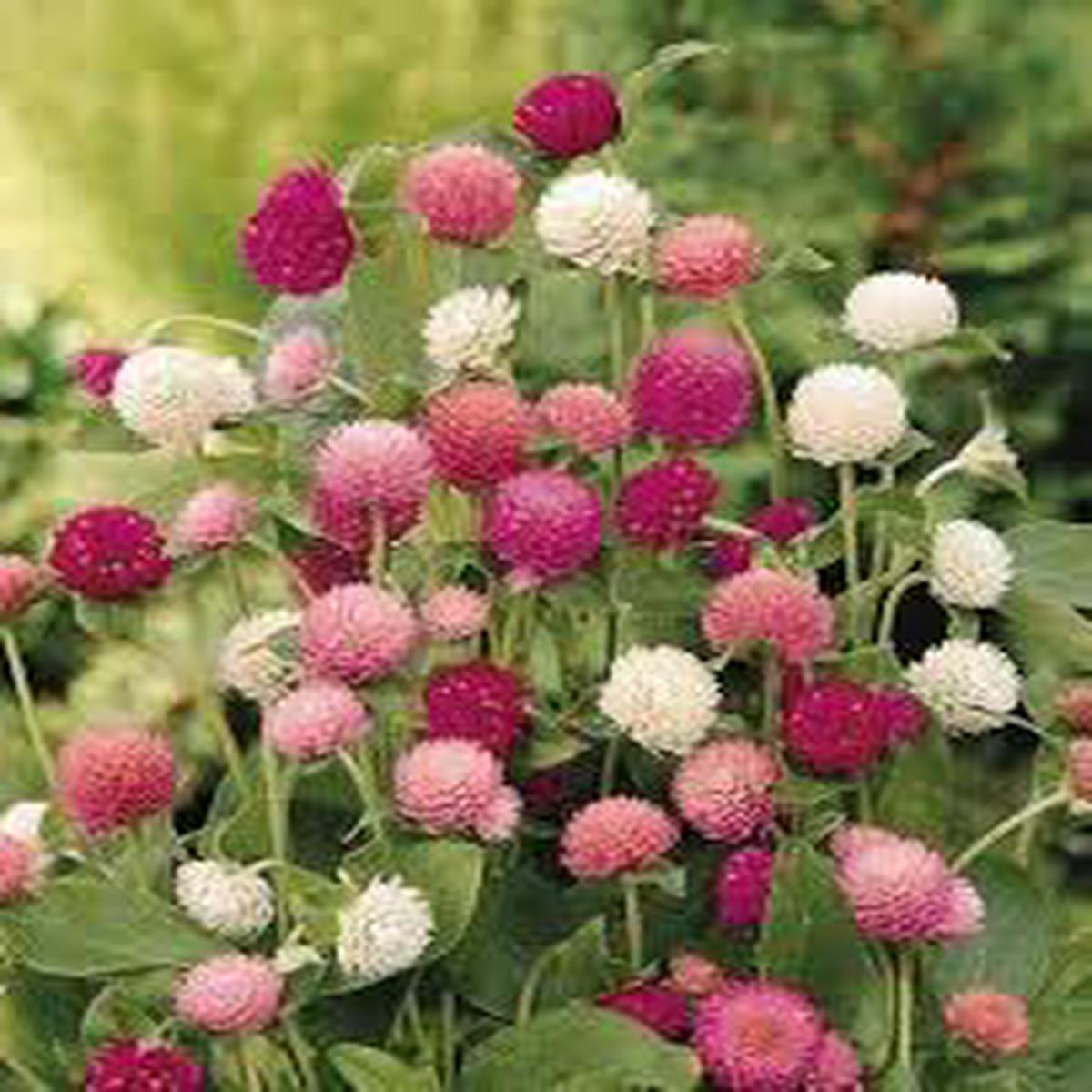 Gomphrena Globosa Mixed Flower Seeds for Planting