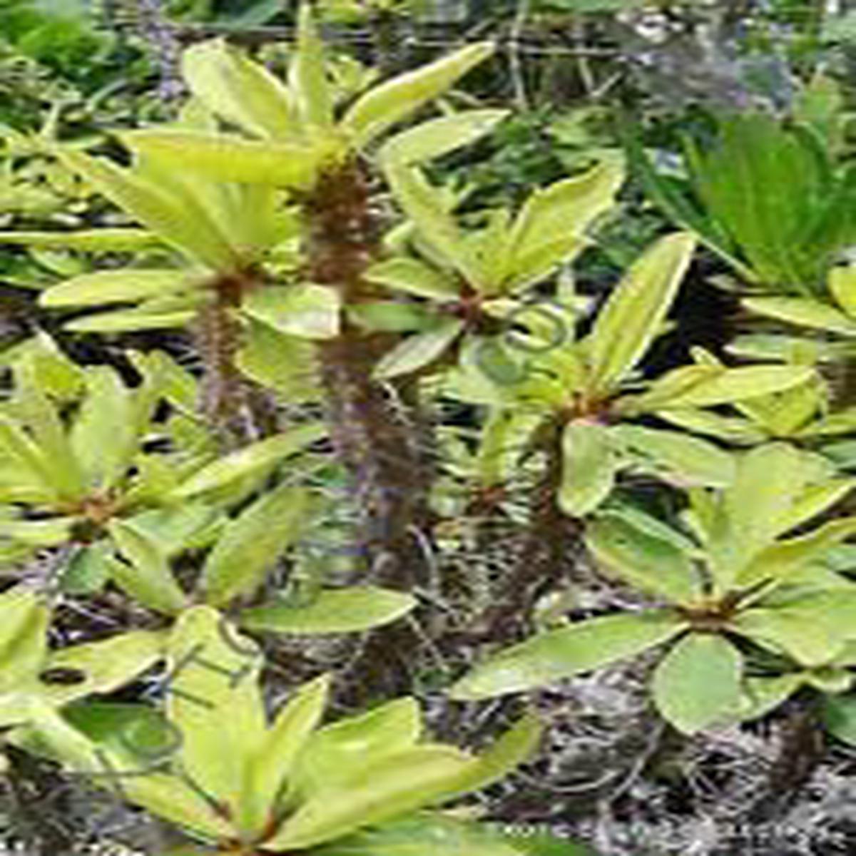 Green Euphorbia Duranii Plant Seeds for Planting NON GMO Heirloom Seeds, High Germination, Organic Garden