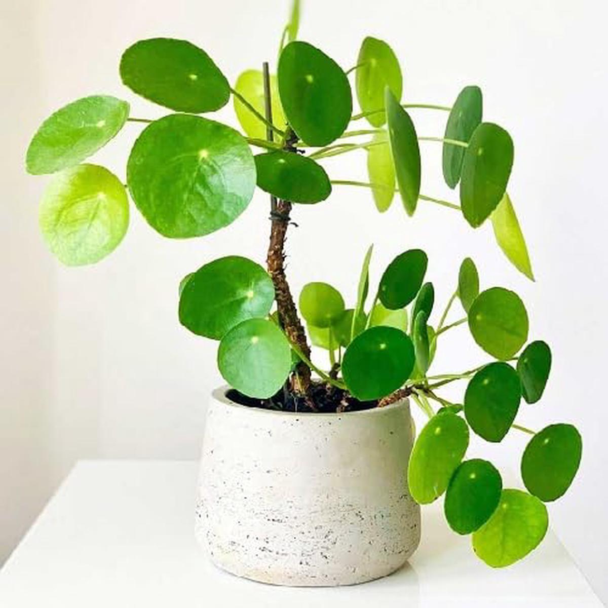 Green Pilea – Heirloom, Non – Gmo Seeds