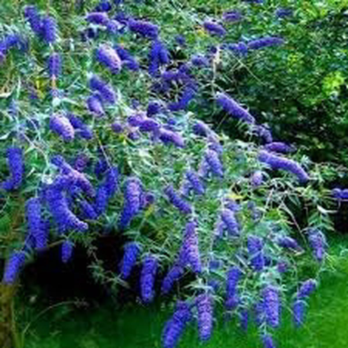 Heirloom Bush Flower Seeds  Non-GMO Flower Seeds for Planting | High Germination Organic Garden Blooms