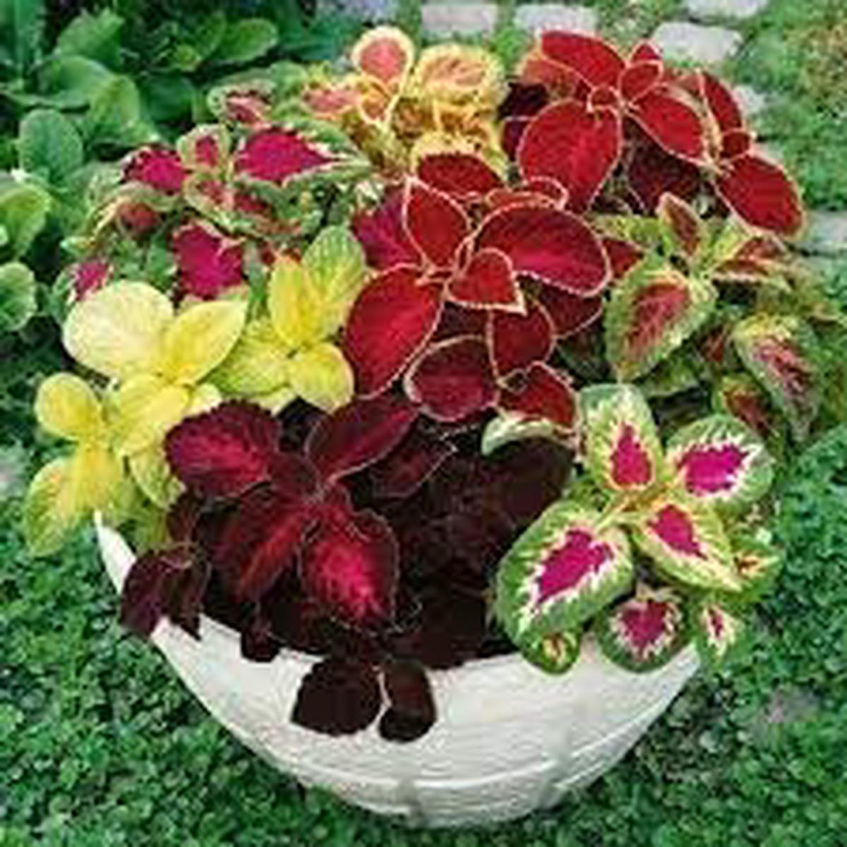 Heirloom Coleus Flower Seeds for Planting Non-GMO, Shade Tolerant Organic Garden Seeds