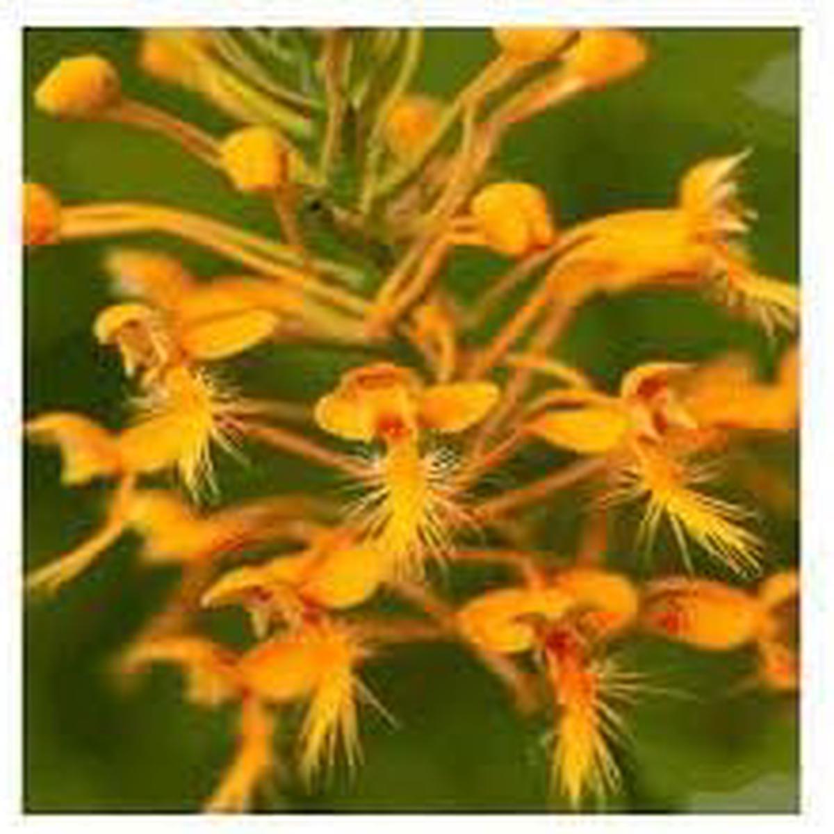 Heirloom Fringed Orchid Flower Seeds for Planting Non-GMO, High Germination Organic Garden Blooms