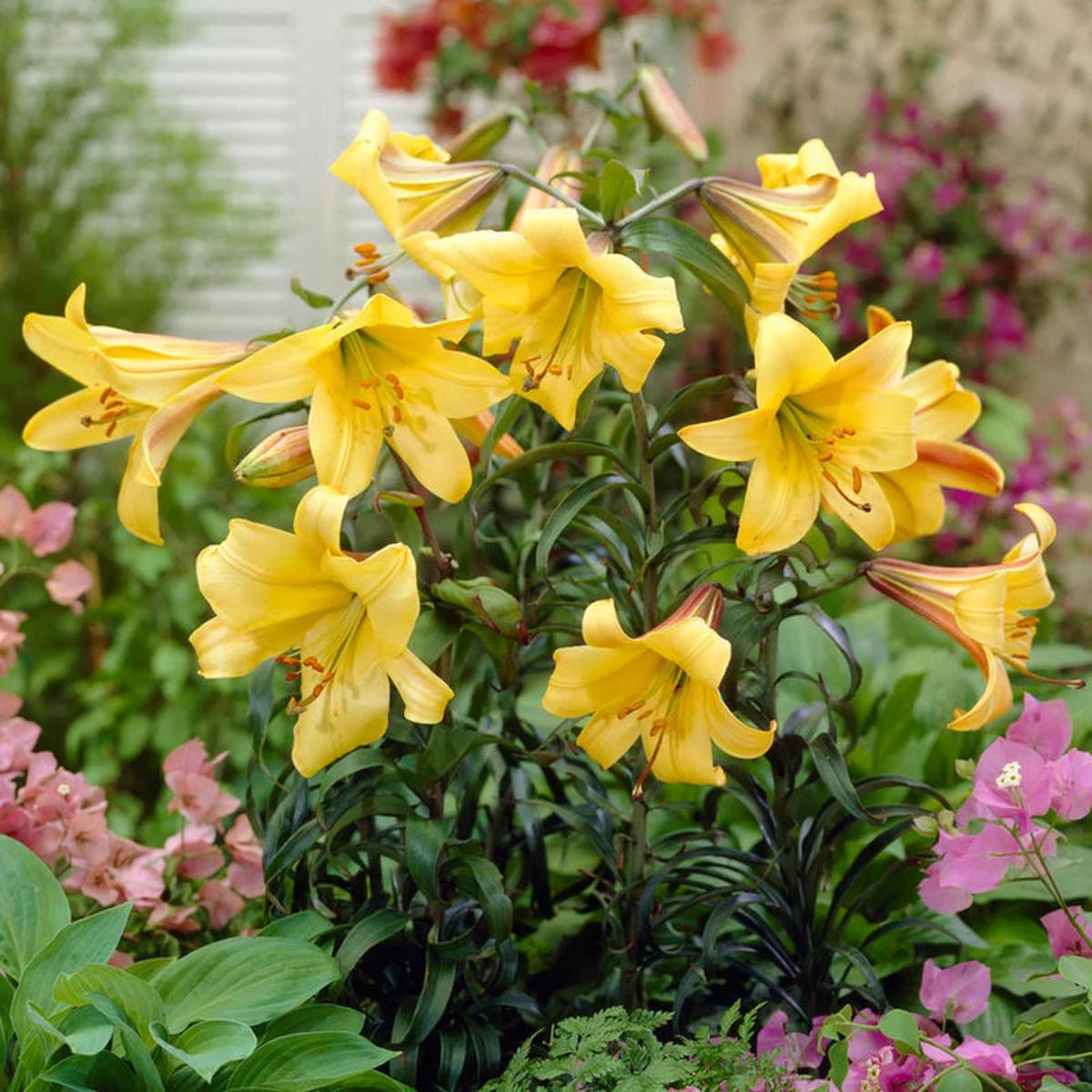 Heirloom Hippeastrum Flower Seeds for Planting 100 pcs