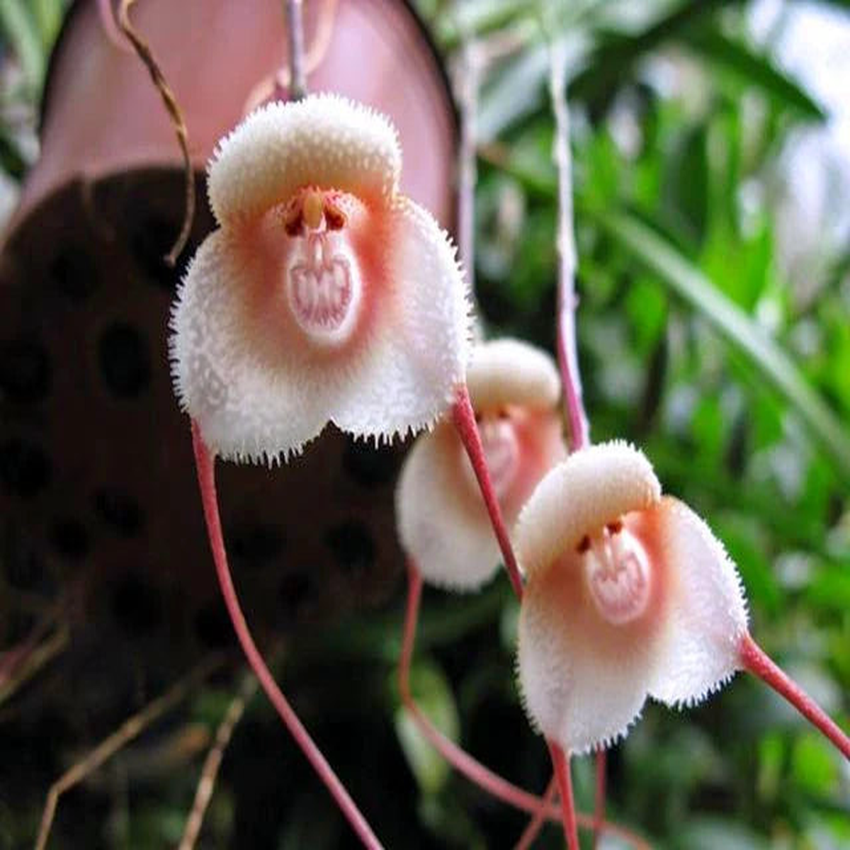 Heirloom Monkey Orchid Flower seeds for Planting Perfect for Borders Heirloom & GMO Free Seeds for Home Garden
