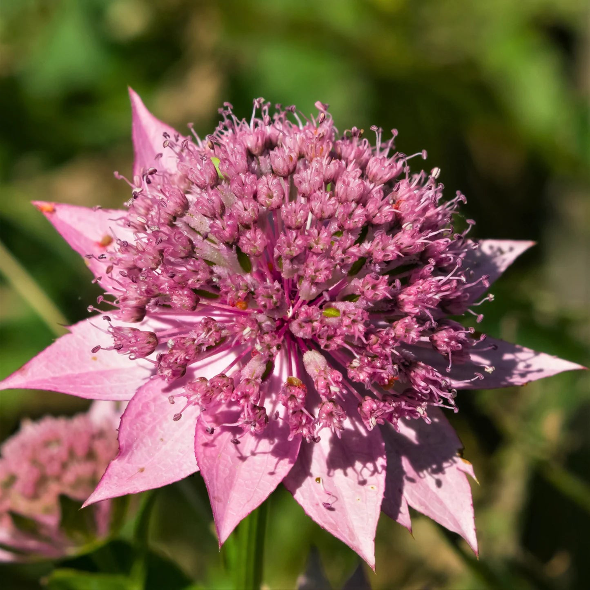 Heirloom Non-GMO Astrantia Pincushion Flower Seeds  Perennial Seeds for Planting, High Germination Organic Garden Blooms
