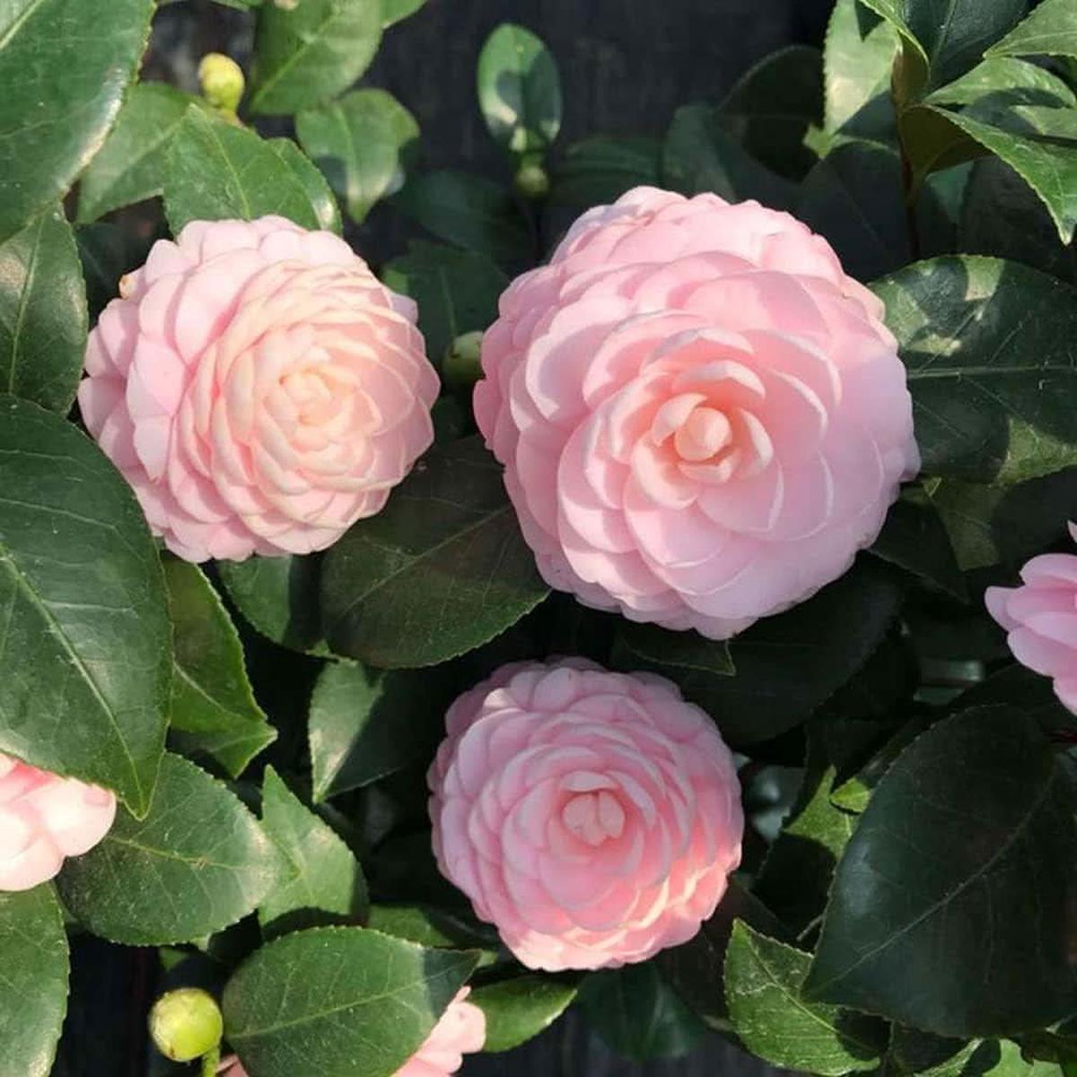 Heirloom Non-GMO Camellia Flower Seeds for Planting  Elegant Evergreen Garden Blooms