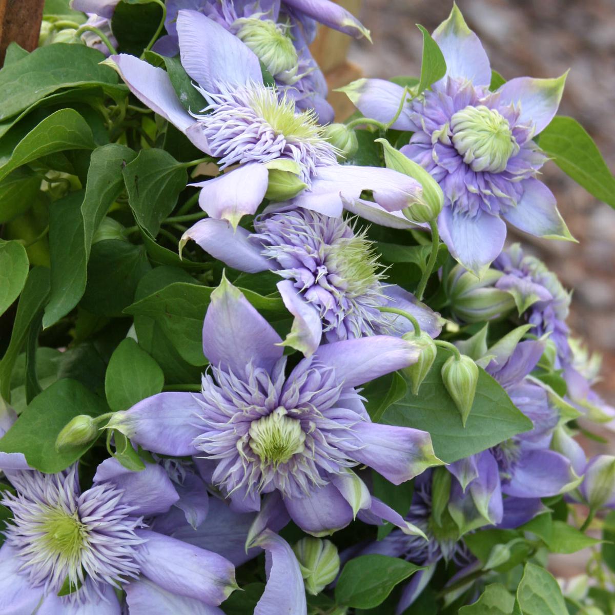 Heirloom Non-GMO Light Blue Clematis Flower Seeds for Planting  Vibrant Climbing Vine Seeds