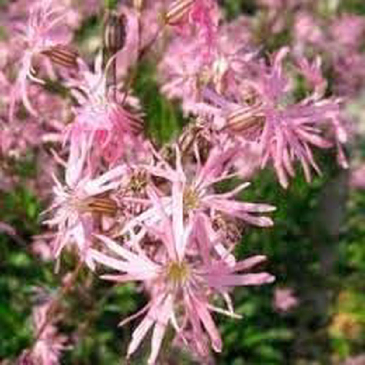 Heirloom Non-GMO Lychnis Flos-Cuculi Flower Seeds for Planting  Ragged for Wetland Gardens