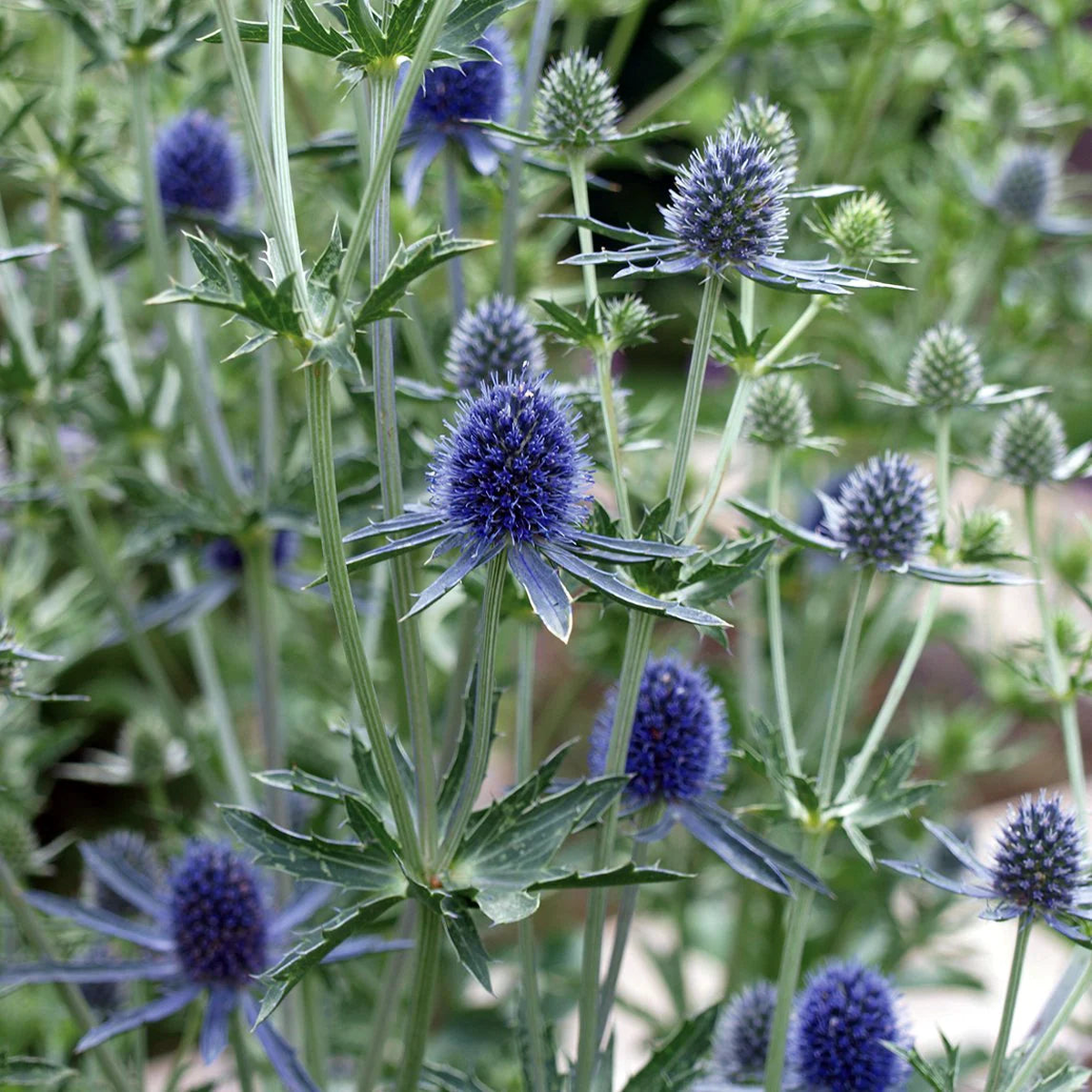 Heirloom Non-GMO Sea Holly Flower Seeds for Planting  Unique Drought-Tolerant Garden Blooms