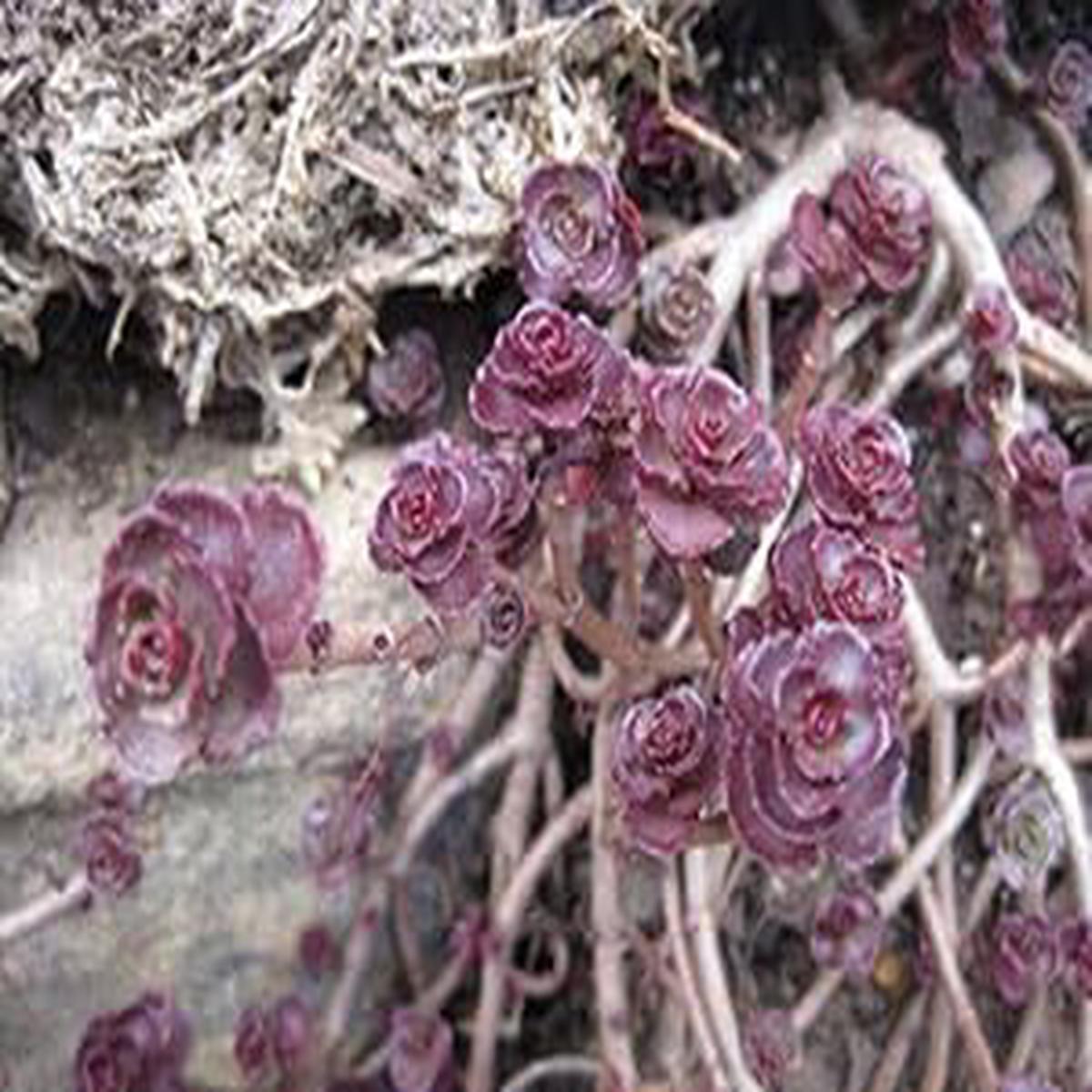 Heirloom Non-GMO Sedum Carpet Flower Seeds  Succulent Ground Cover Flower Seeds for Planting