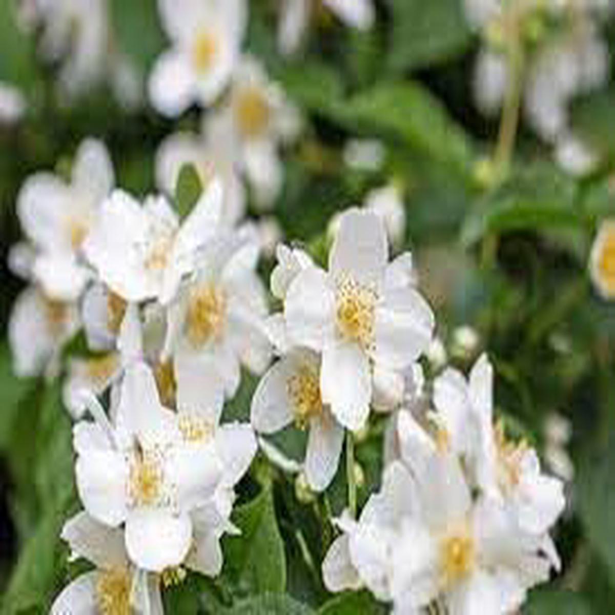 Heirloom Philadelphus Lewisii Flower Seeds for Planting | Non-GMO, High Germination, Organic Garden Seeds