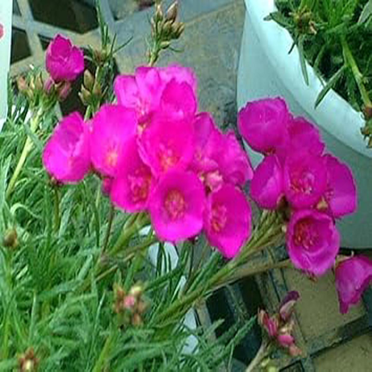 Heirloom Pink Calandrinia Umbellata Seeds, Non-GMO, Drought-Tolerant Flower for Garden Borders
