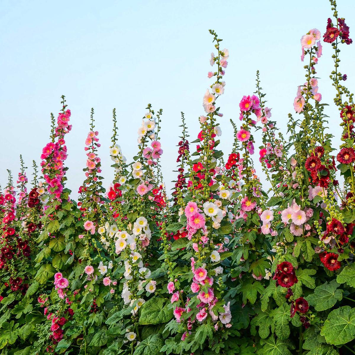 Hollyhock Seeds – Single Mix