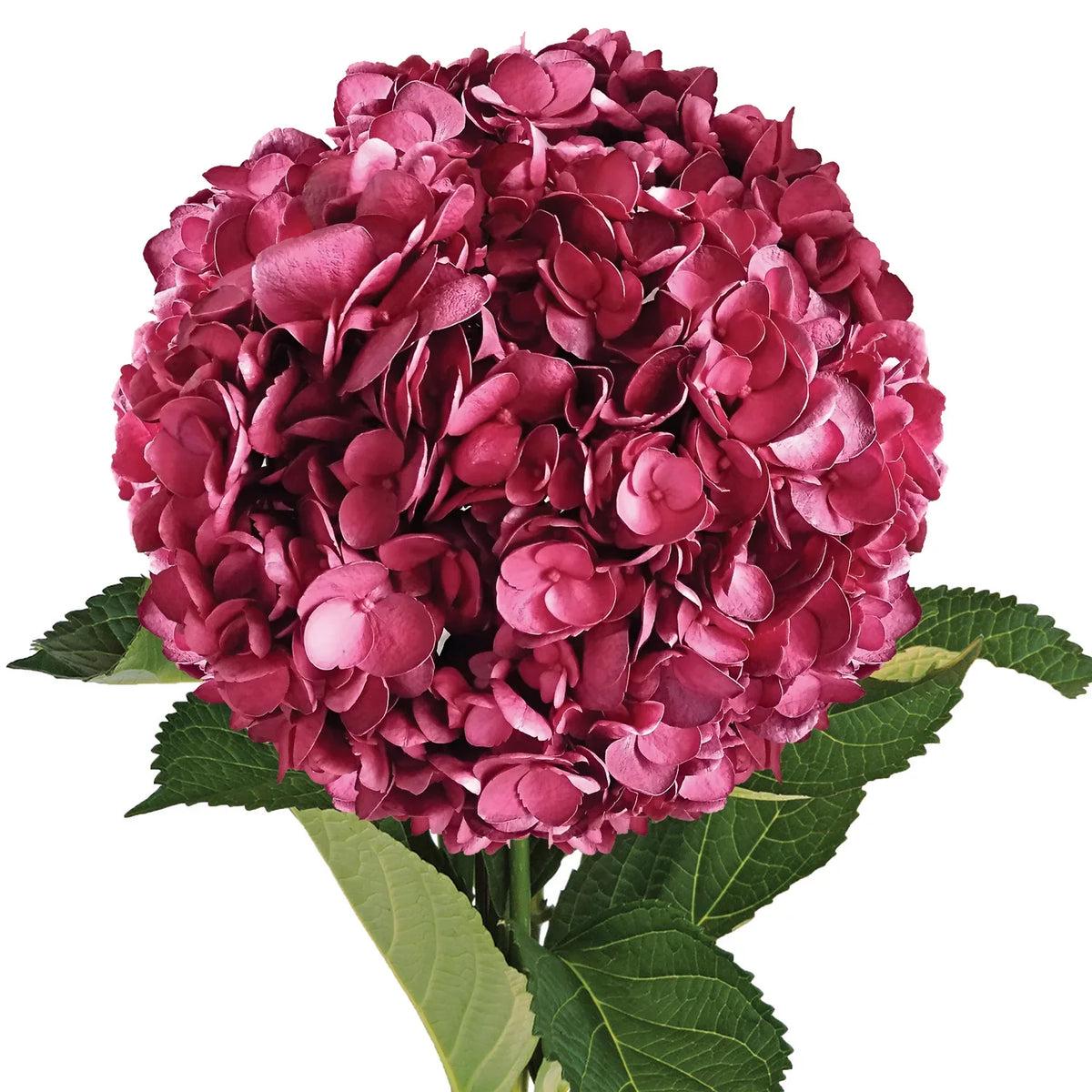 Hydrangea Flower Seeds Burgundy Flower seeds for Planting Cottage Garden Essential Heirloom & GMO Free Seeds for Home Garden Sale