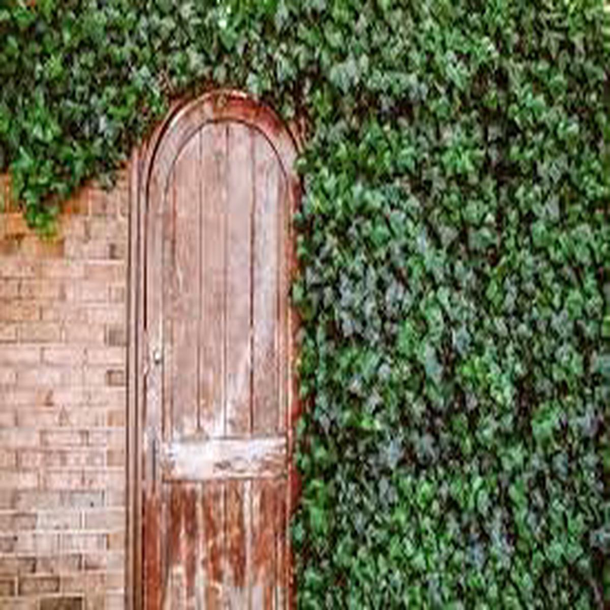 Ivy Flower Seeds for Planting Premium Quality, Heirloom, Non-GMO, High Germination Garden Seeds
