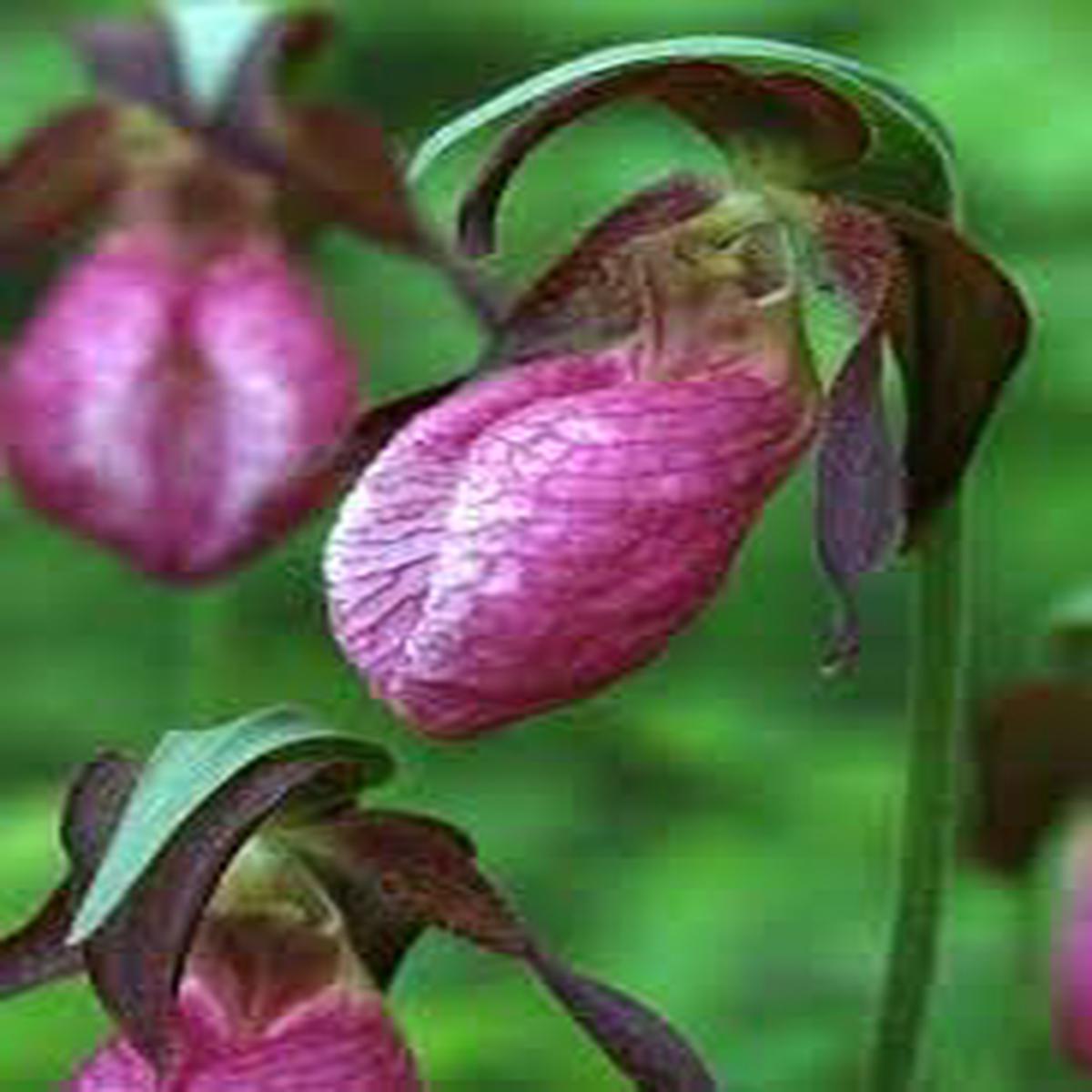 Lady’s Slipper Flower seeds for Planting – Compact Growth, Heirloom & GMO Free Seeds for Home Garden