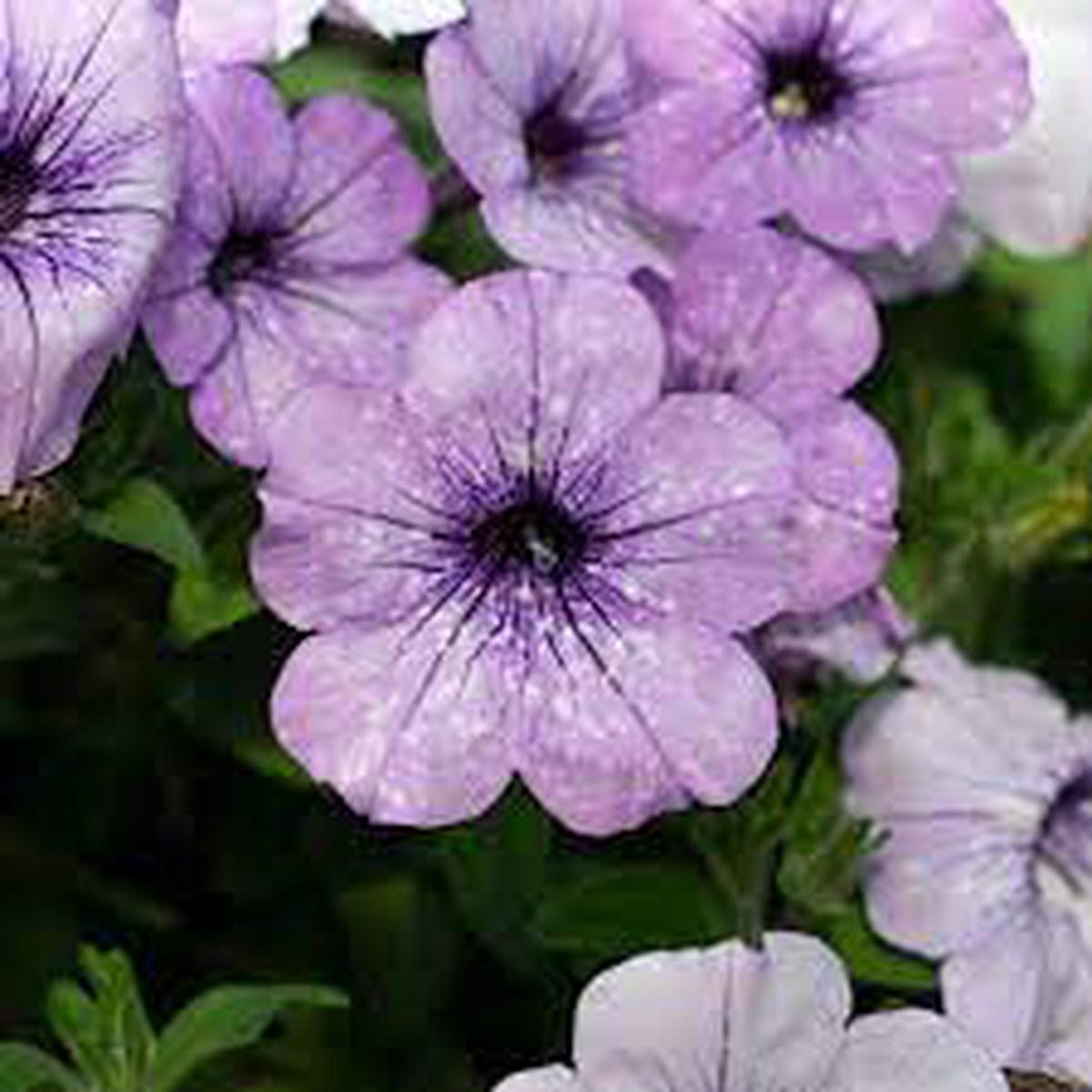 Light Blue Petunia Flower Seeds for Planting  Heirloom, Non-GMO, High Germination Organic Garden Seeds