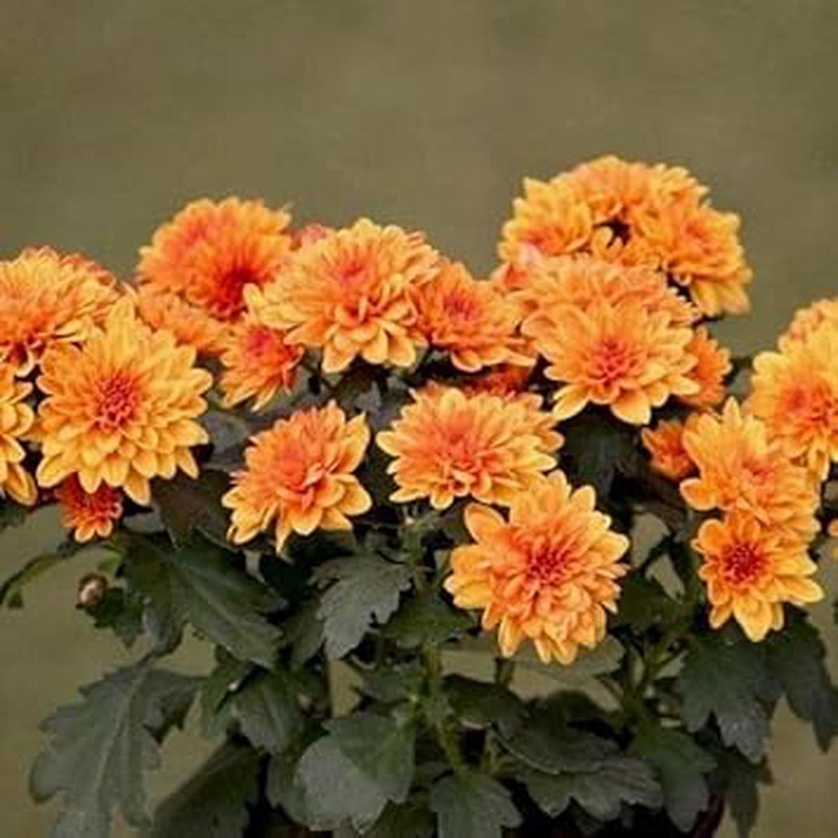 Light Orange Chrysanthemum Flower seeds for Planting – Sun Loving, Heirloom & GMO Free Seeds for Home Garden