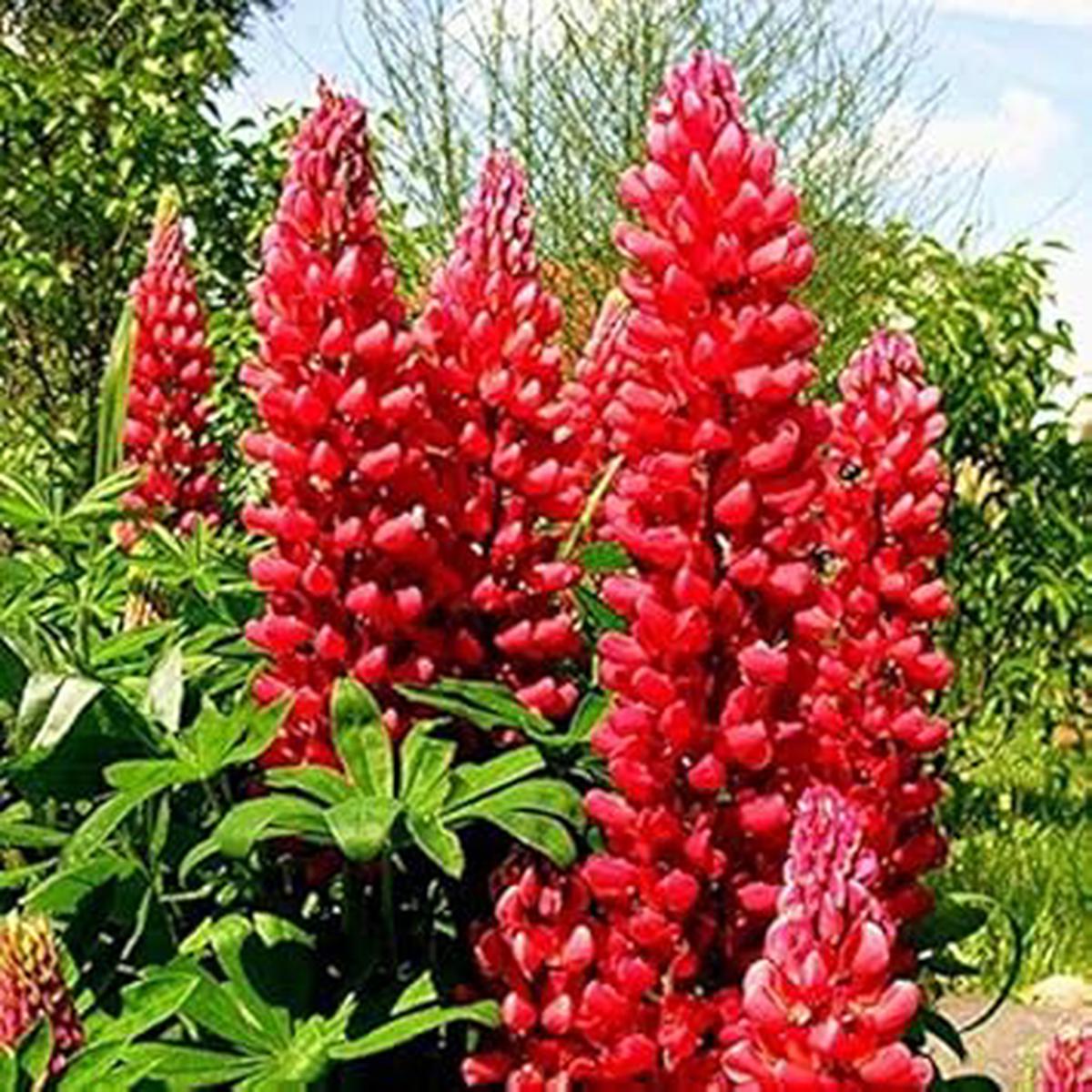 Lupine Red Flower seeds for Planting – Easy to Grow, Heirloom & GMO Free Seeds for Home Garden