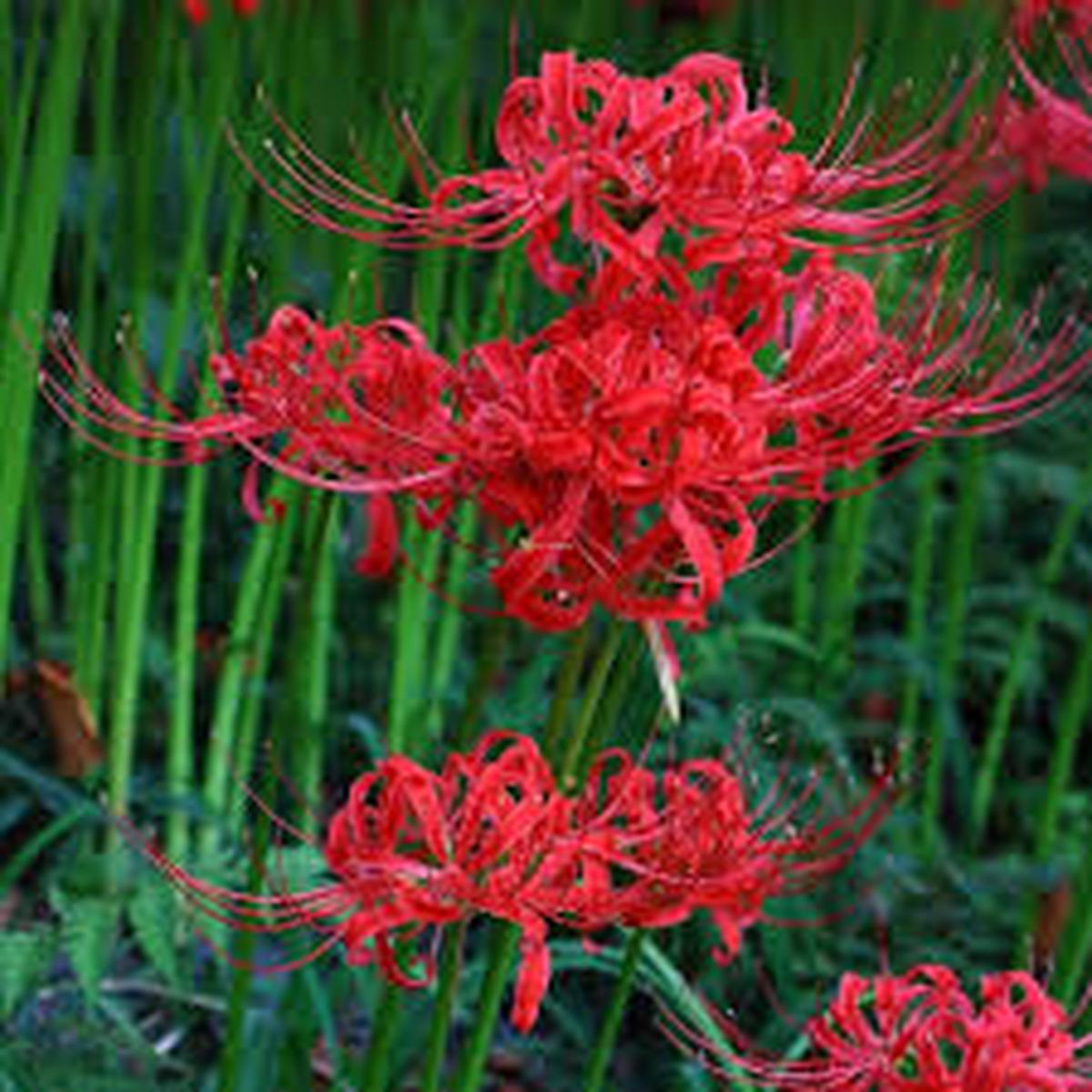 Lycoris Flower Seeds for Planting Heirloom, Non-GMO, Compact Growth, High Germination Organic Garden Seeds