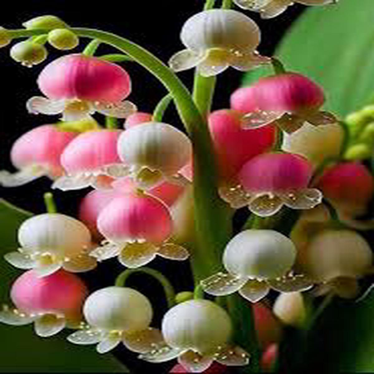 Majalis Flower Seeds for Planting | Easy to Grow | Heirloom Non-GMO High Germination Seeds