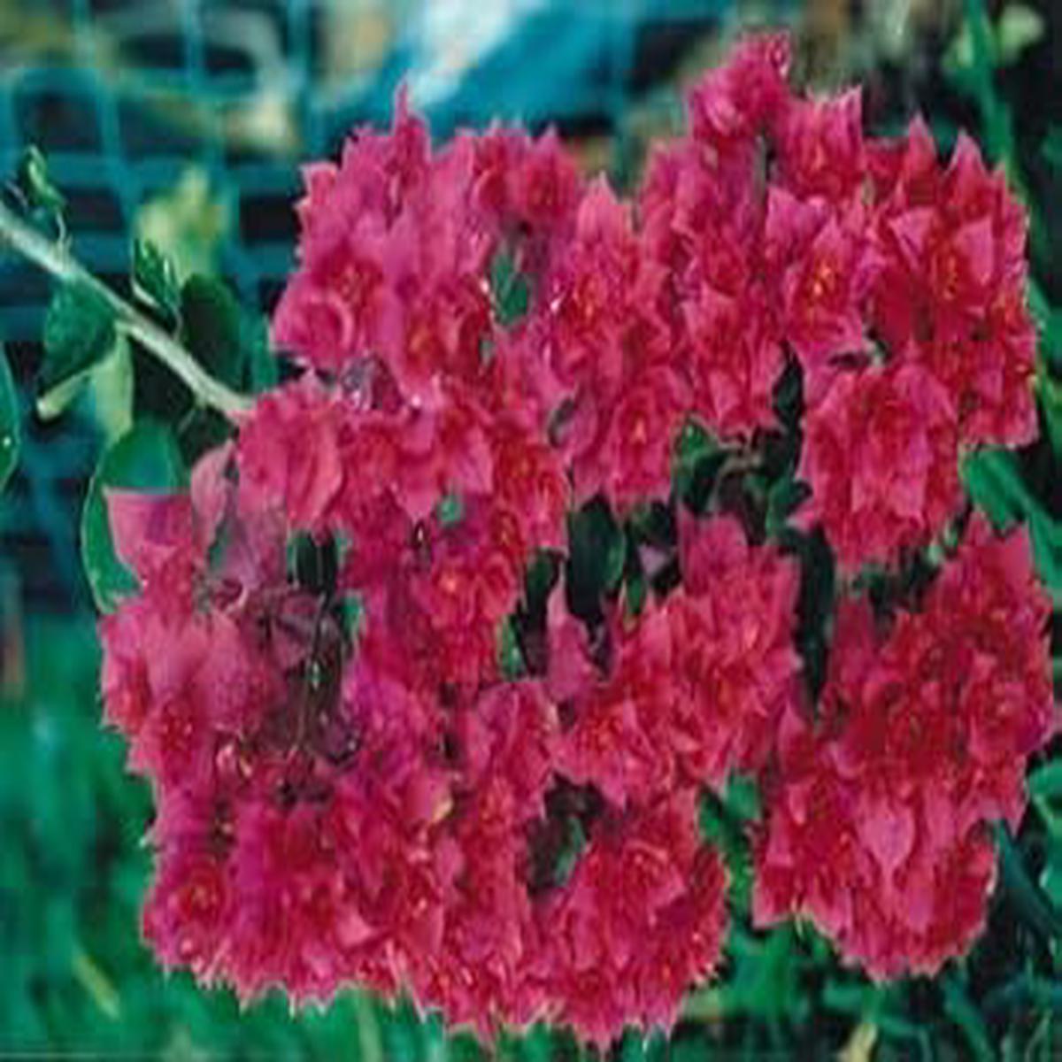 Maroon Bougainvillea Flower seeds for Planting – Shade Tolerant, Heirloom & GMO Free Seeds for Home Garden