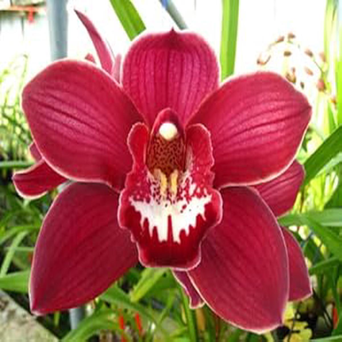 Maroon Phalaenopsis Orchid Flower Seeds for Planting  Heirloom, Non-GMO, High Germination Organic Garden Seeds