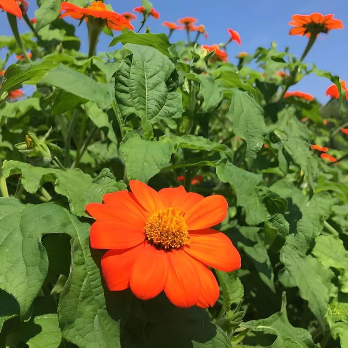 Mexican Sunflower Tithonia Seeds (Mexikanische Sonnenblumenkerne)