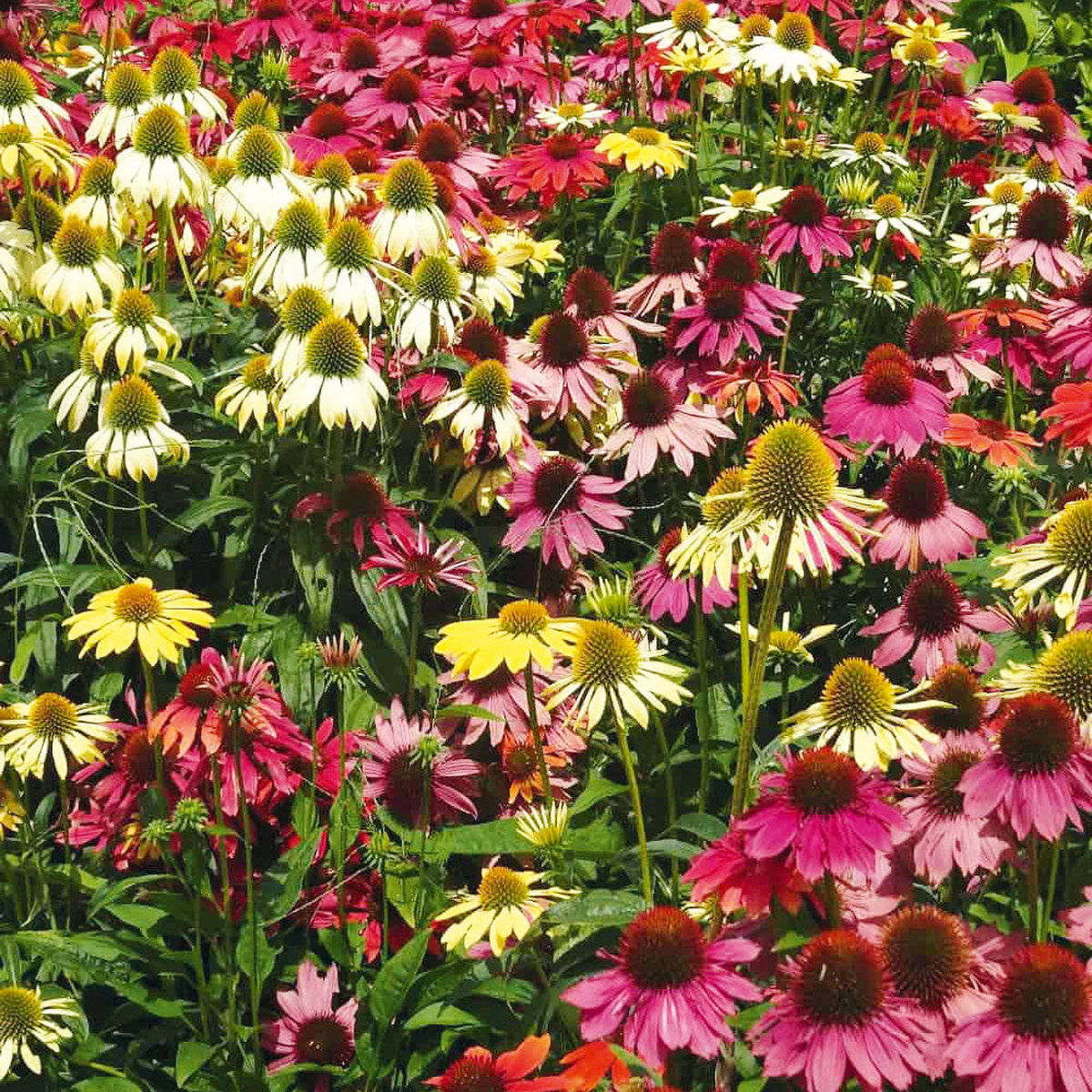 Mixed Echinacea Lustre Wildflower Seeds for Planting Heirloom Seeds to Attract Pollinators & Butterflies, High Germination