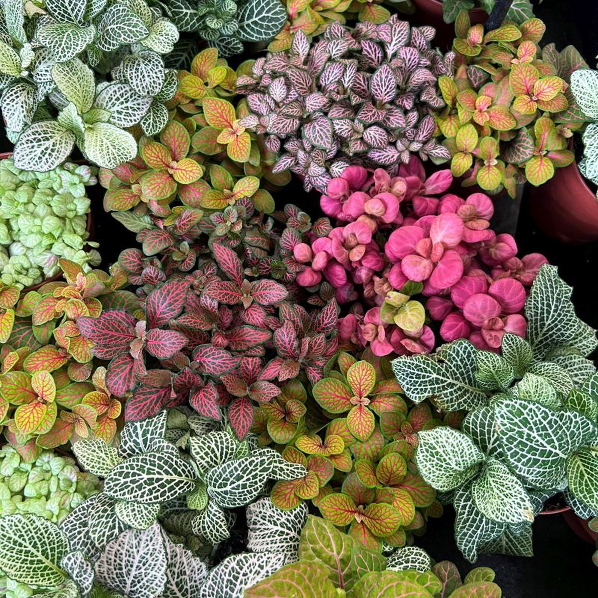 Mixed Fittonia Verschaffeltii Flower Seeds for Planting  Heirloom Non-GMO, High Germination Organic Garden Seeds
