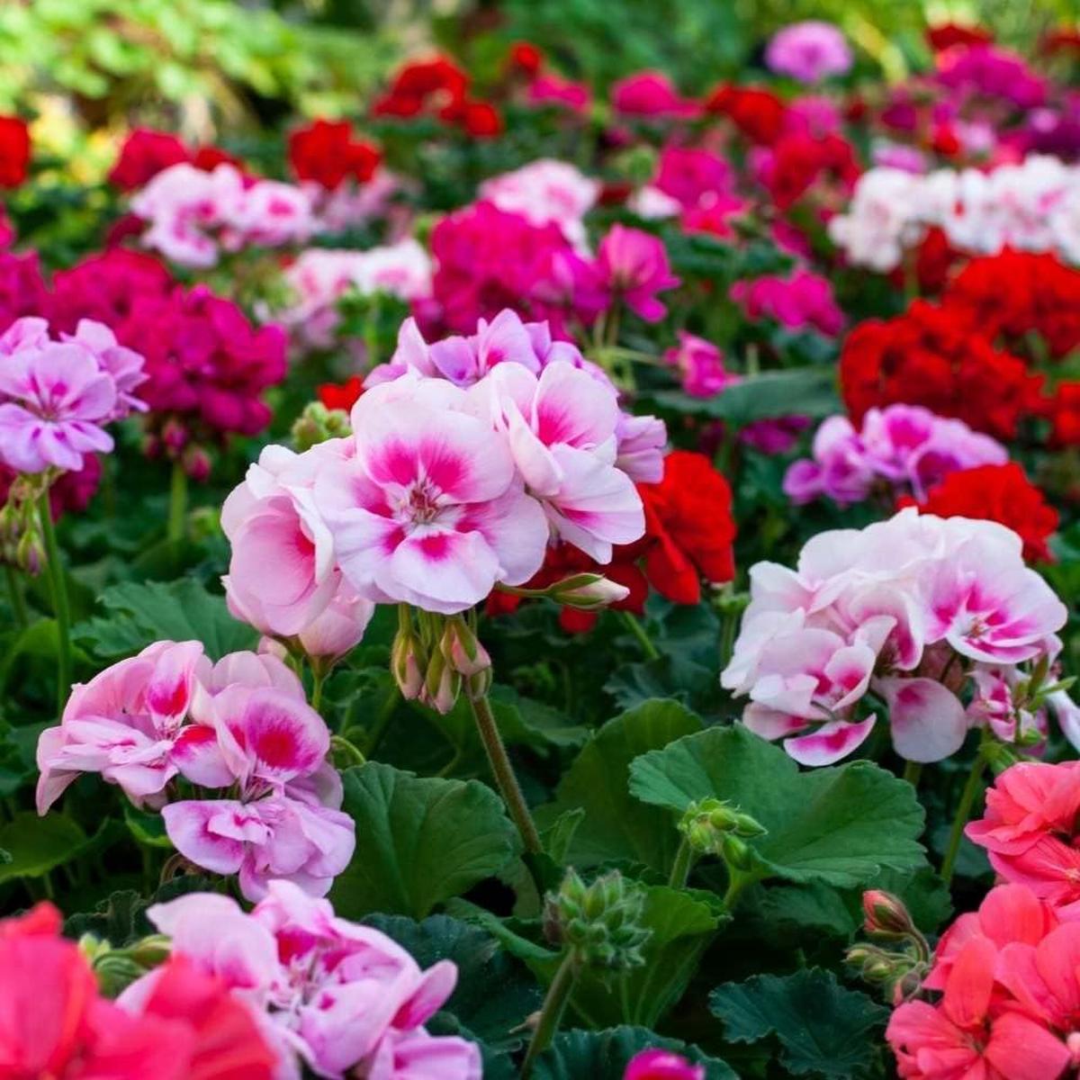 Mixed Geranium Pelargonium Seeds Heirloom, Non-GMO, High Germination Organic Garden Seeds for Planting Colorful Blooms
