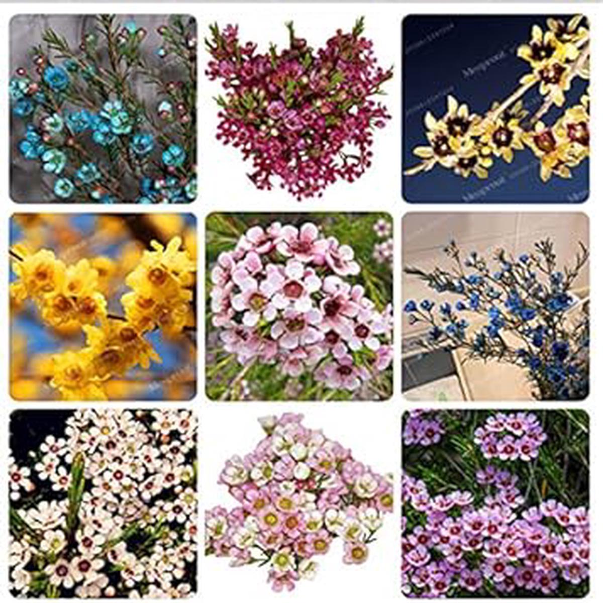 Mixed Wax Flower seeds for Planting – Seasonal Bloomer, Heirloom & GMO Free Seeds for Home Garden