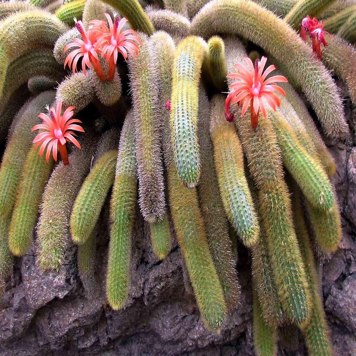 Monkey Tail Cactus Flower Seeds for Planting  Heirloom Non-GMO Seeds for Home Garden