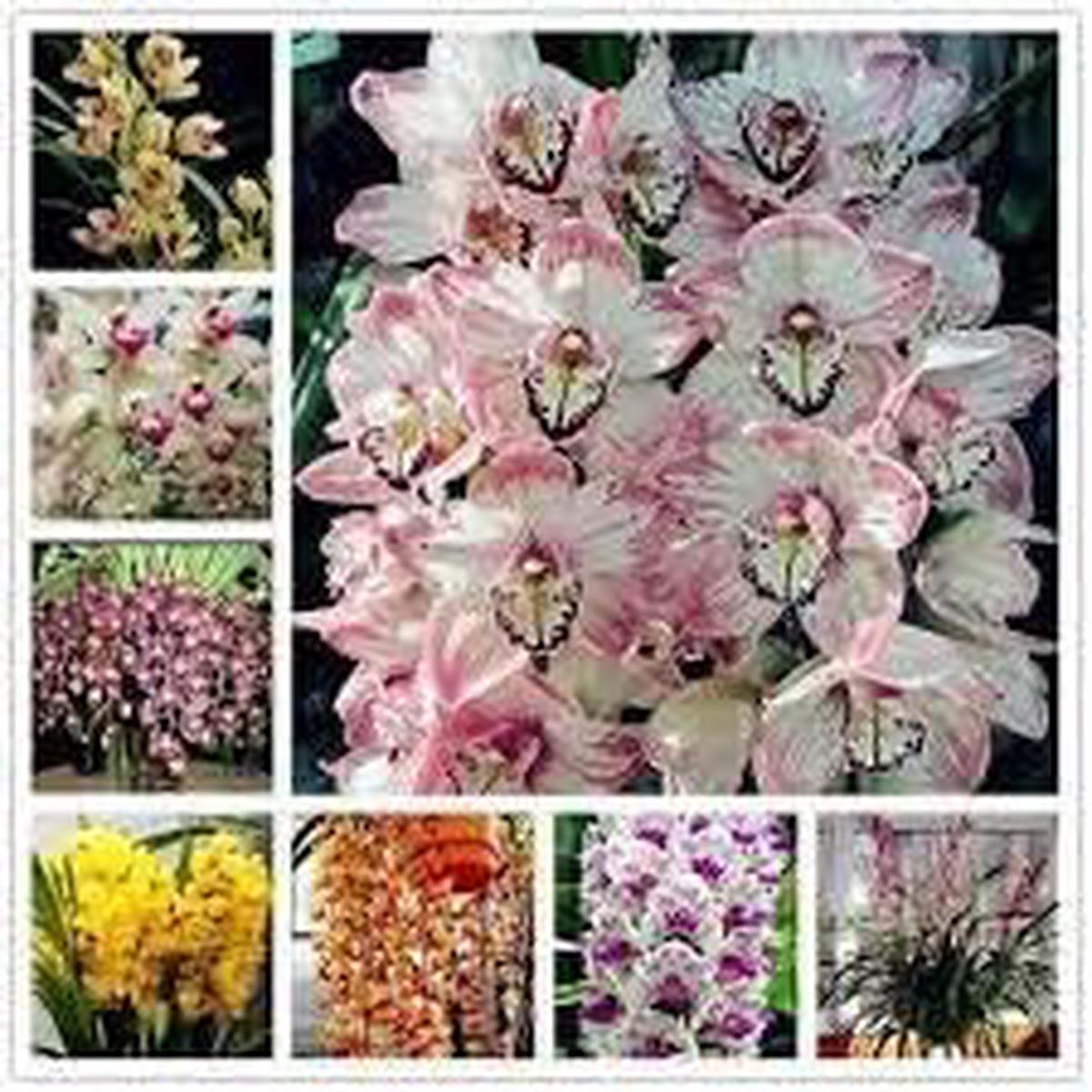 Multi Color Cymbidium Maxillaria Heirloom Non-GMO Seeds for Planting  High Germination Organic Garden Seeds