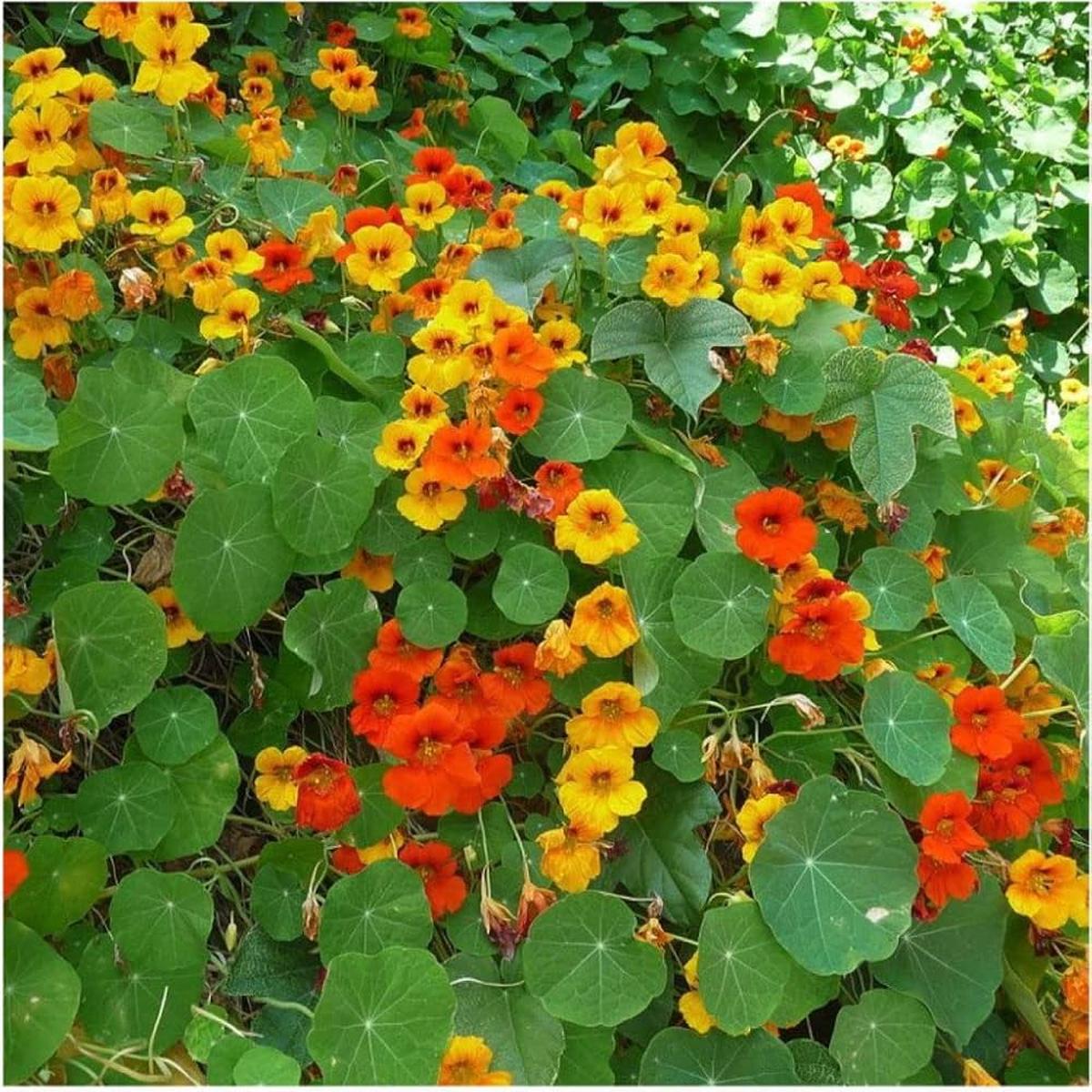 Nasturtium Flower Seeds for Planting Sun Loving Heirloom Non-GMO High Germination