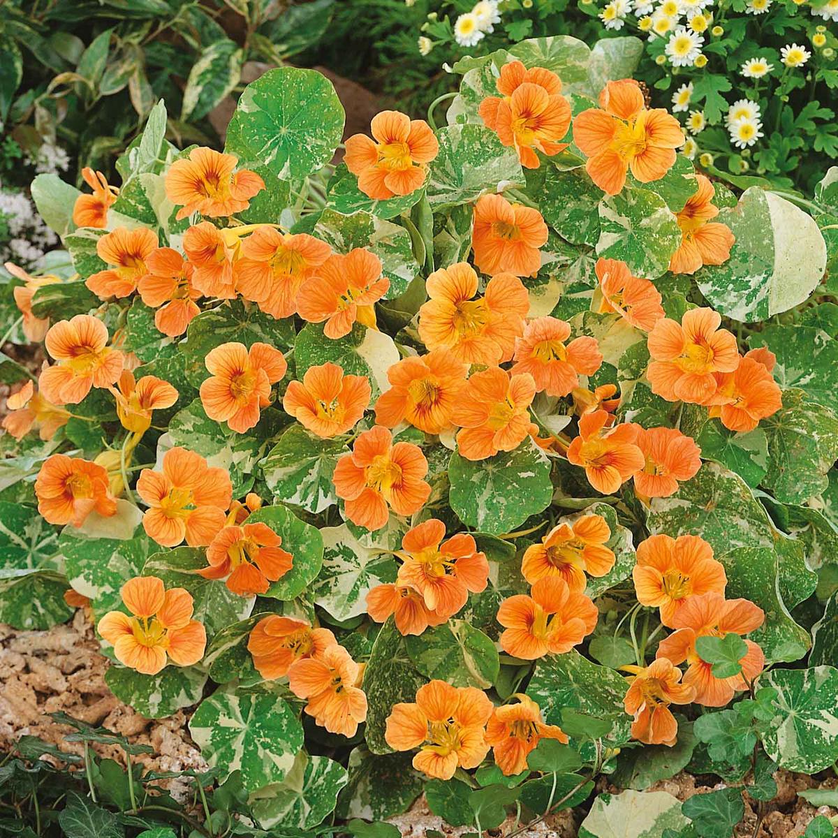 Nasturtium Seeds – Alaska Salmon