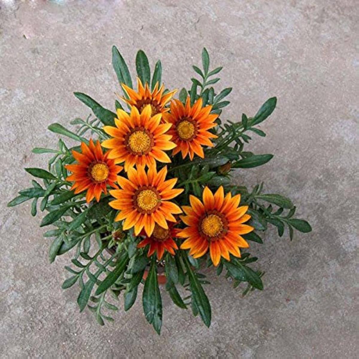 Orange Peacock Gazania Gazania rigens Seeds for Planting home garden flower bed
