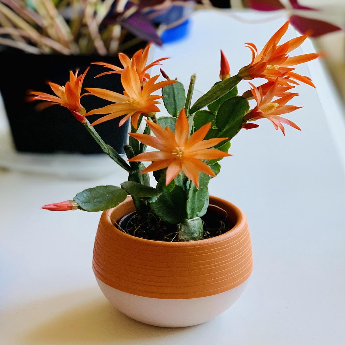 Orange Schlumbergera Flower Seeds for Planting  Heirloom, Non-GMO, High Germination Organic Garden Seeds