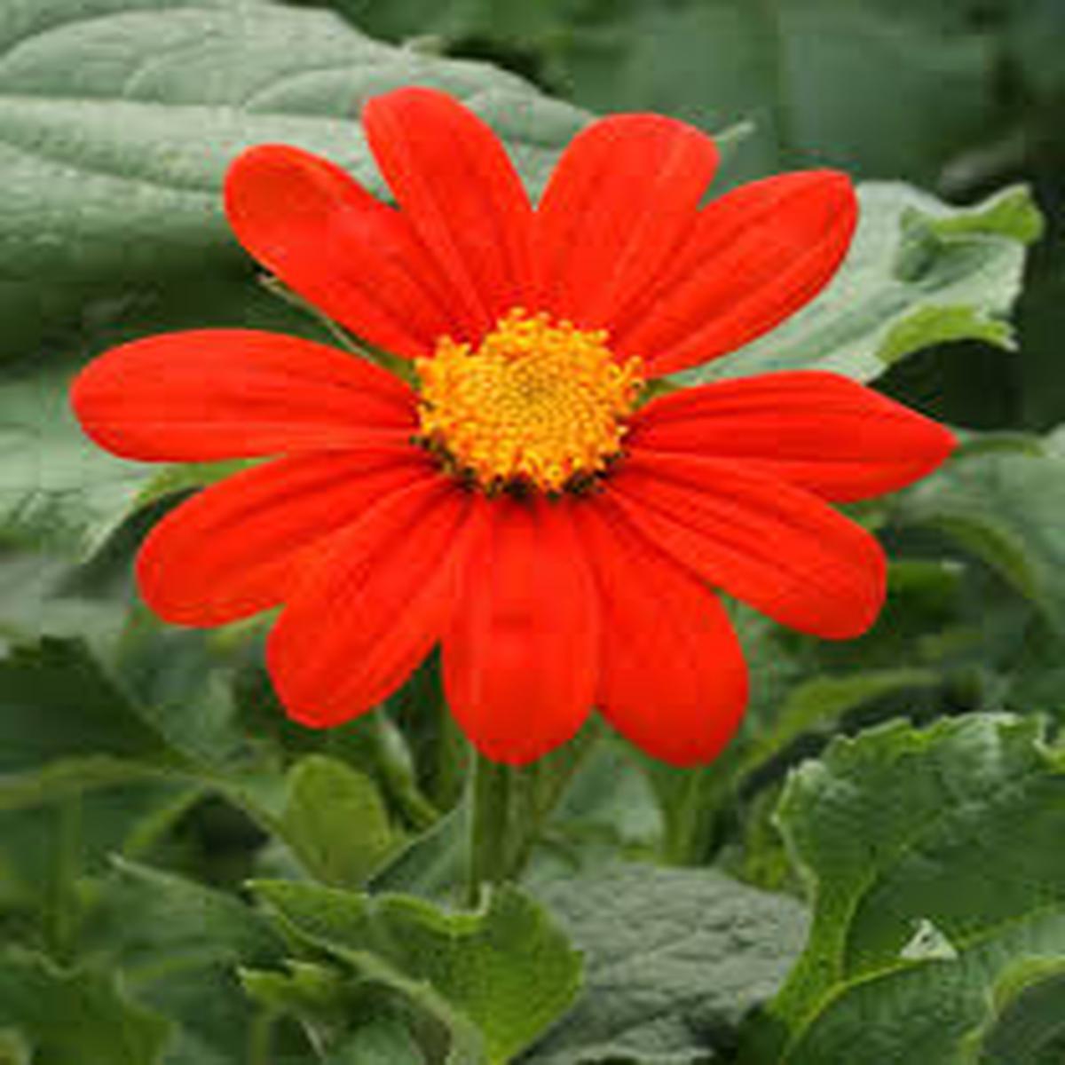 Orange Sunflower Flower Seeds for Planting  Heirloom Non-GMO High Germination Organic Garden Seeds