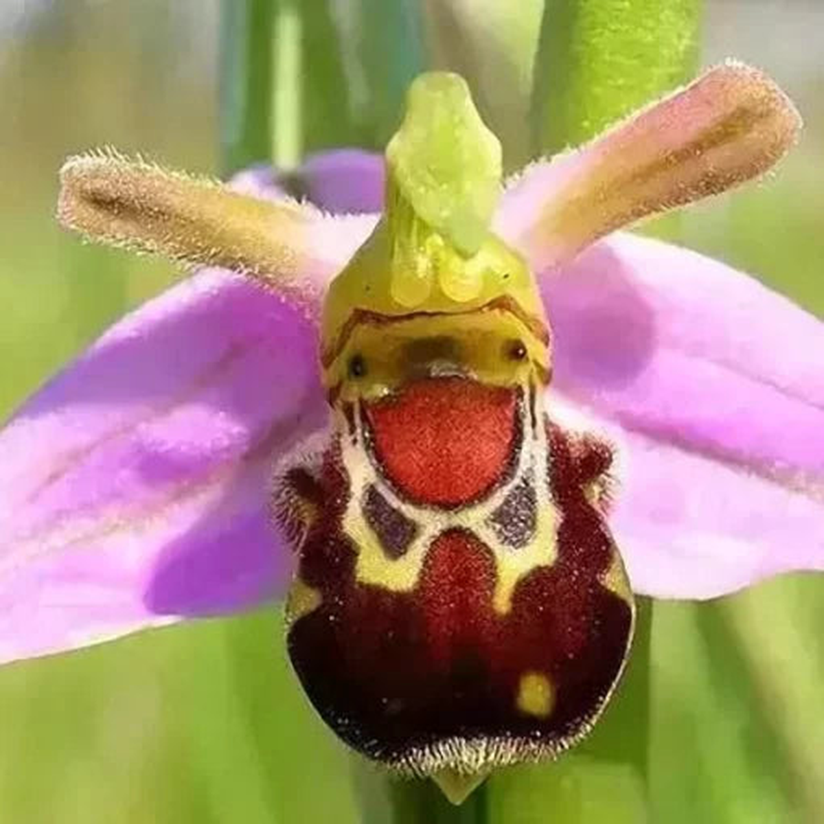 Orchid Flower Seeds | Smiling Bee Orchid Balcony Blooms  Heirloom, Non-GMO, High Germination Organic Garden Seeds