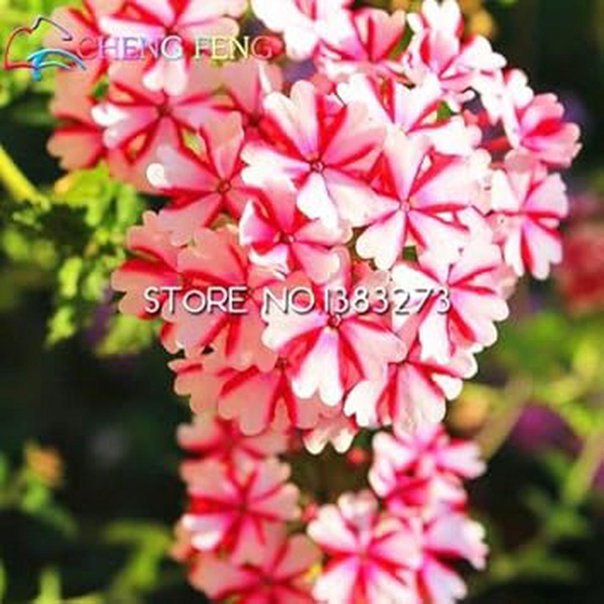 Organic Heirloom Pink Verbena Flower Seeds ?? Non-GMO Garden Seeds for Planting