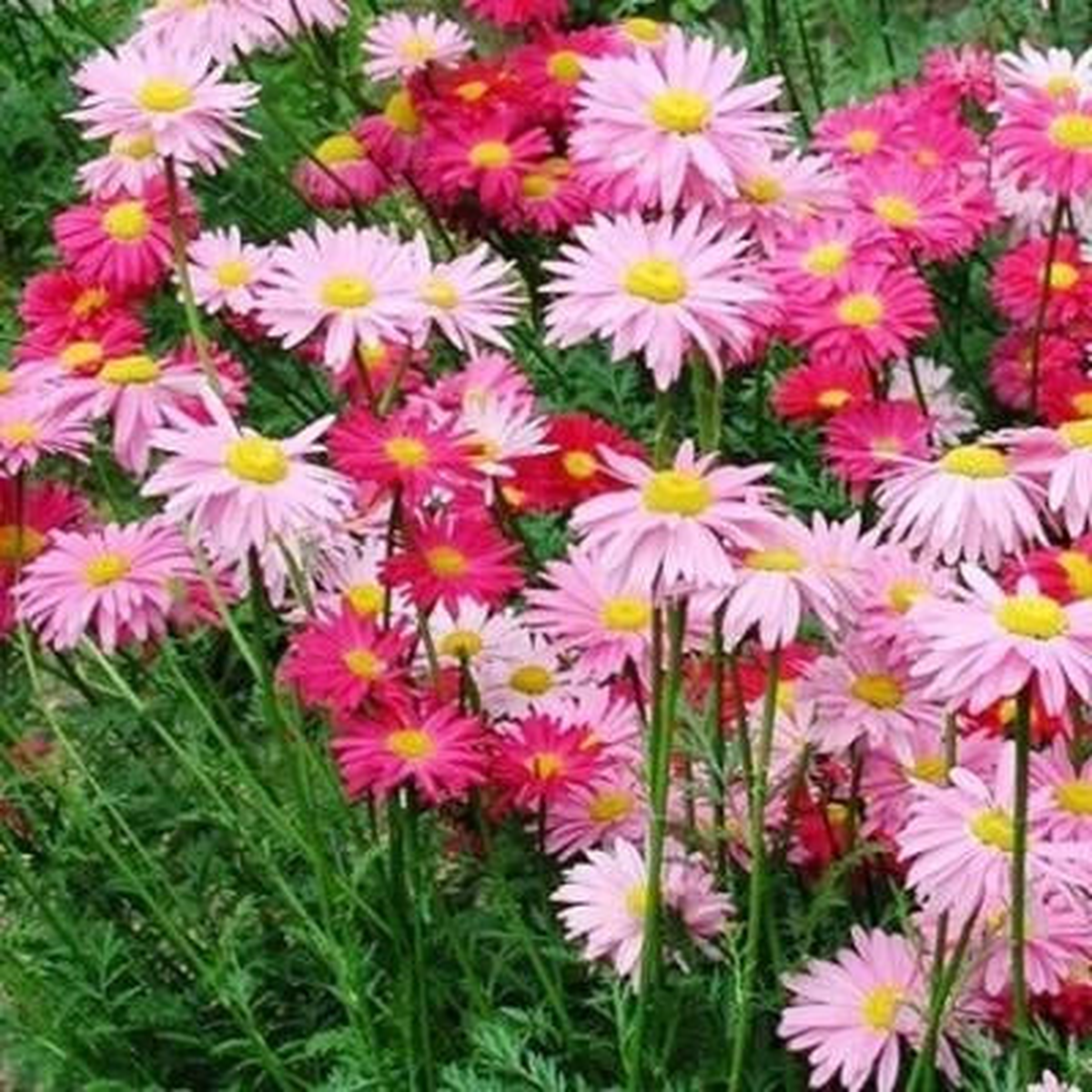 Painted Daisy ROBINSONS GIANT MIX Perennial Huge Cut Flowers Non-GMO  Heirloom