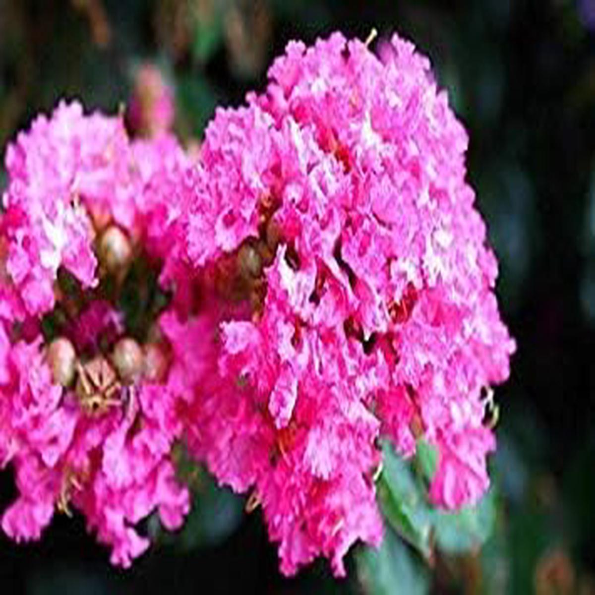 Pink Crepe Myrtle Flower Seeds for Garden Non-GMO, Heirloom, High Germination Seeds