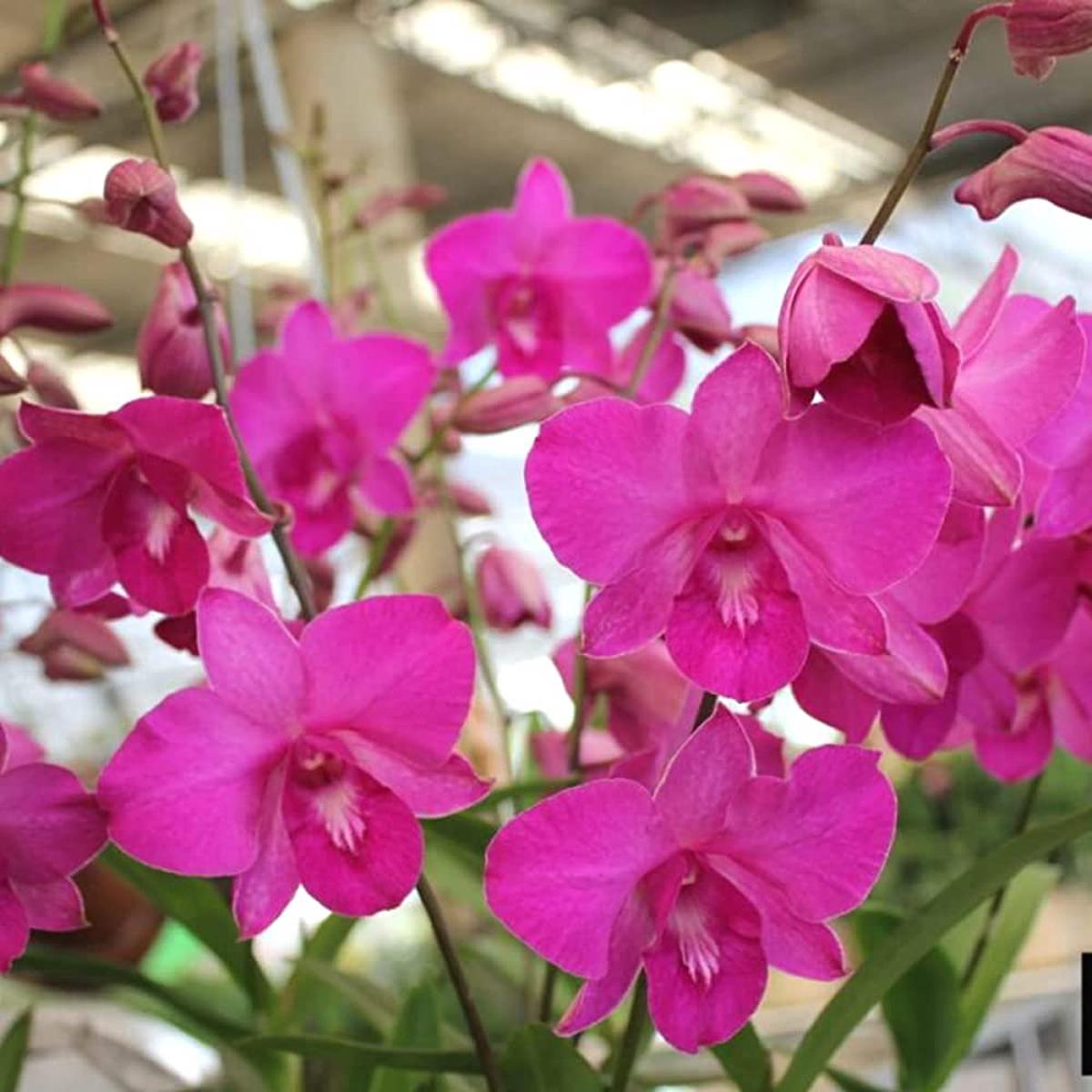 Pink Dendrobium Flower seeds for Planting Premium Quality Heirloom & GMO Free Seeds for Home Garden Sale