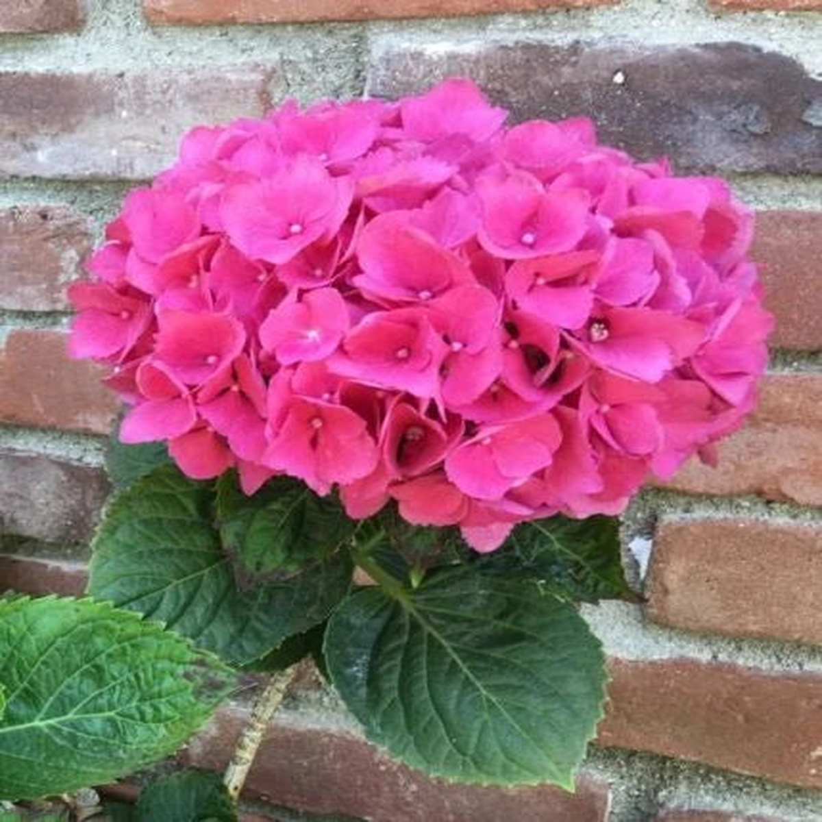 Pink Hydrangea Seeds Perennial Garden Shrub Flowers Flowers Seed US SELLER  Heirloom, Non-GMO, High Germination Organic Garden Seeds